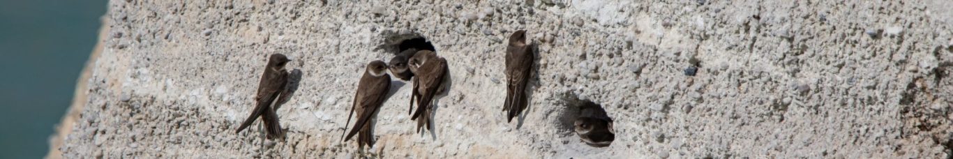 Uferschwalben im Tagebau Uferschwalben im Tagebau
